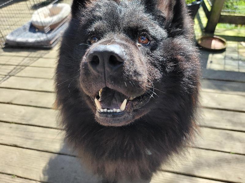 Enlarge VITO, a ADOPTABLE Chow Chow in Eastsound, WA image 2/4
