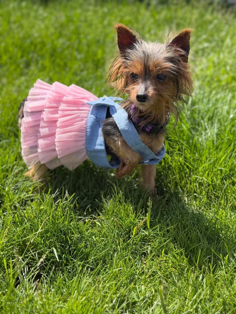 Enlarge Iris, a Adoptable Yorkshire Terrier in Decatur, IN image 1/5