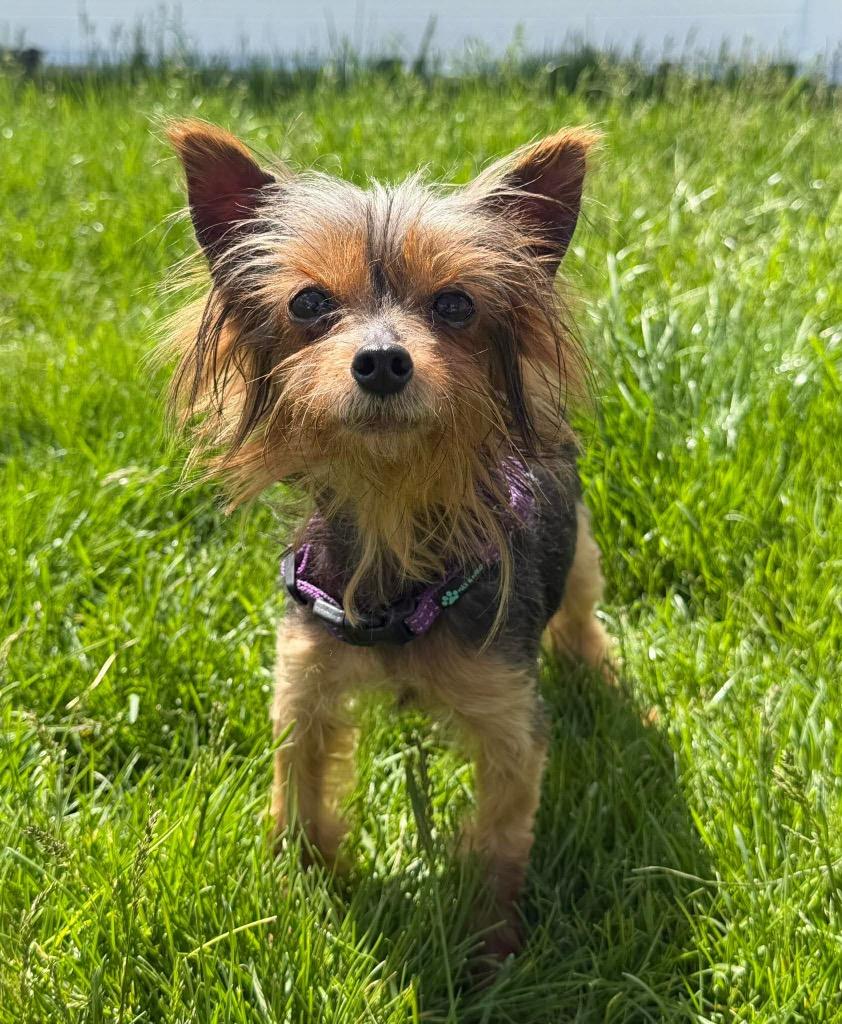 Enlarge Iris, a Adoptable Yorkshire Terrier in Decatur, IN image 2/5