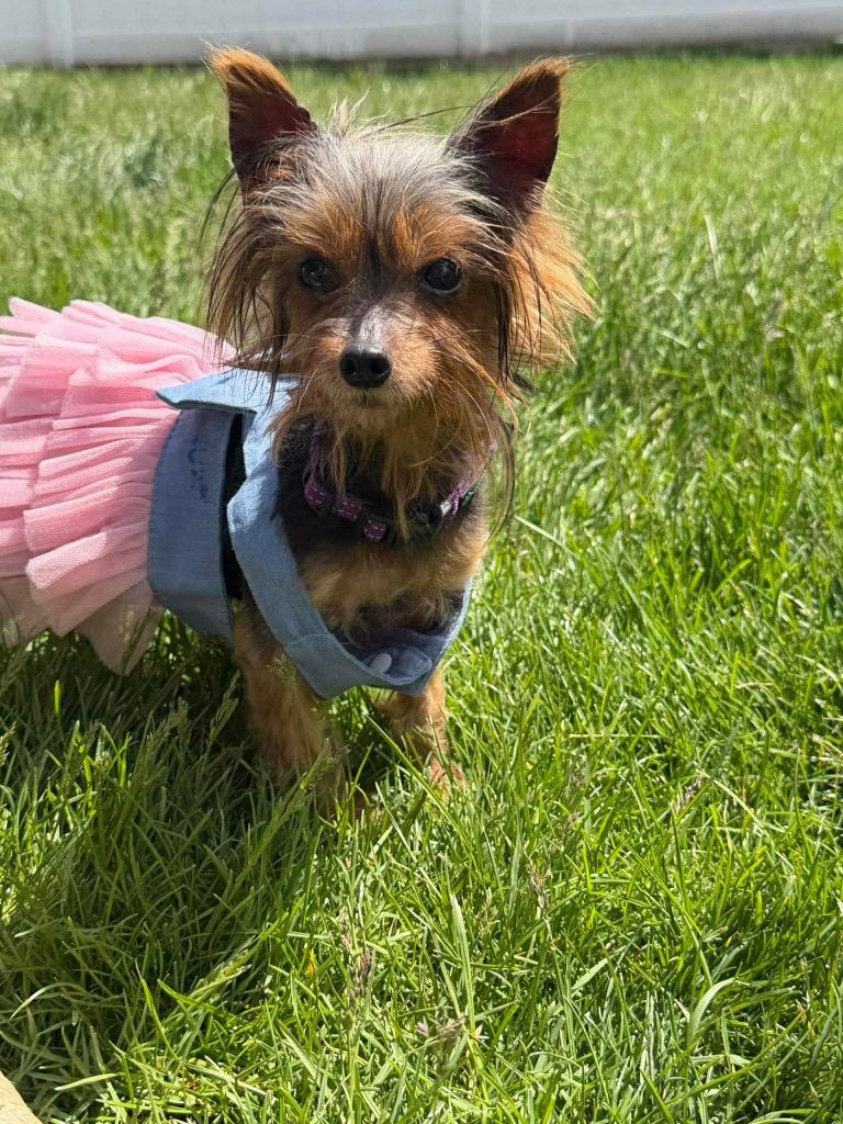 Enlarge Iris, a Adoptable Yorkshire Terrier in Decatur, IN image 3/5
