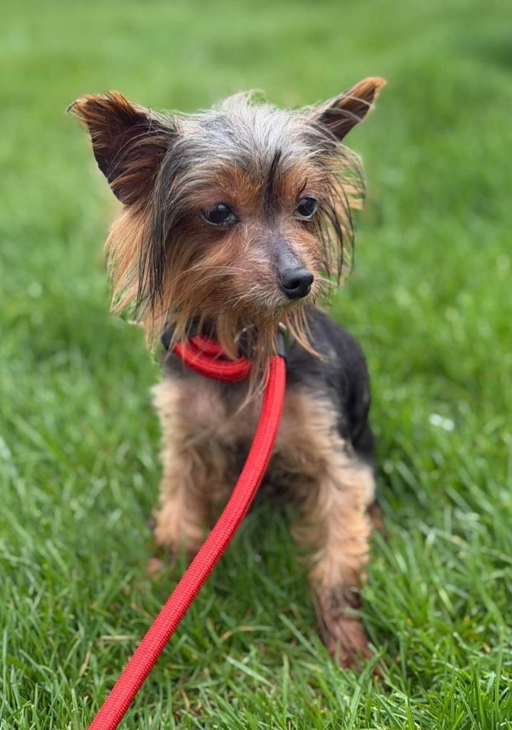 Enlarge Iris, a Adoptable Yorkshire Terrier in Decatur, IN image 4/5