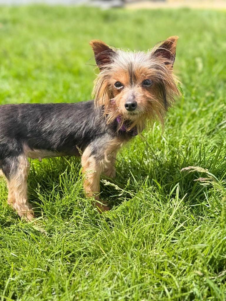 Enlarge Iris, a Adoptable Yorkshire Terrier in Decatur, IN image 5/5
