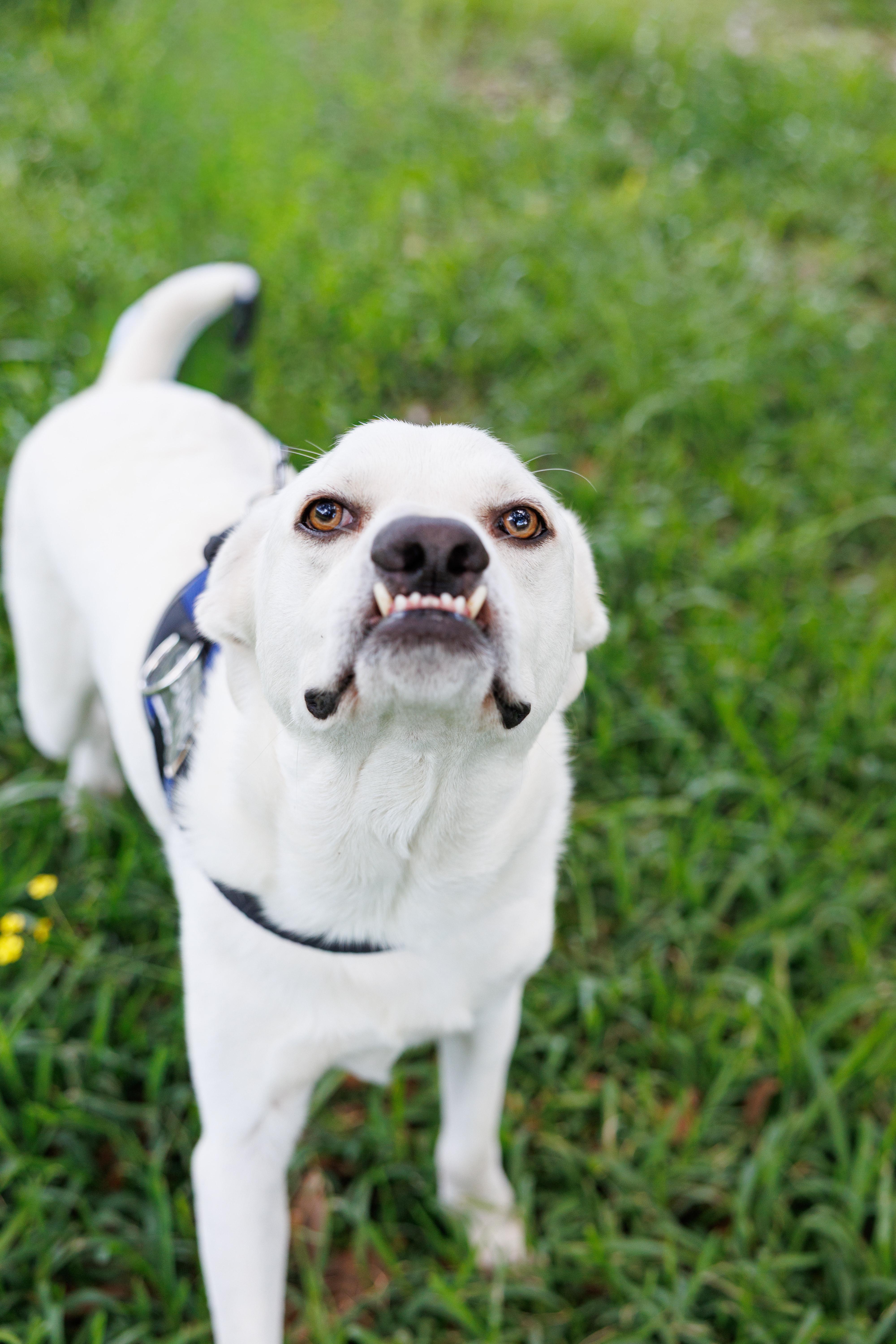Enlarge Eric Northman, a Adoptable mixed breed in Middletown, NY image 2/3