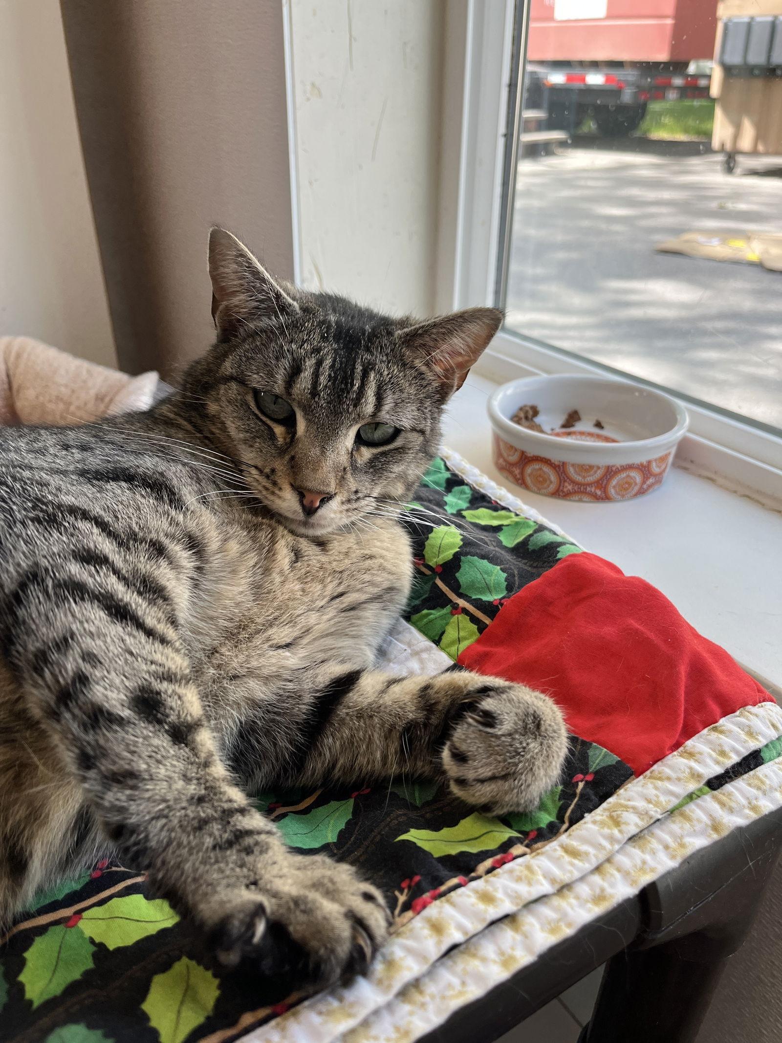 Valentina aka Tina, Adoptable, Young Female Domestic Short Hair.