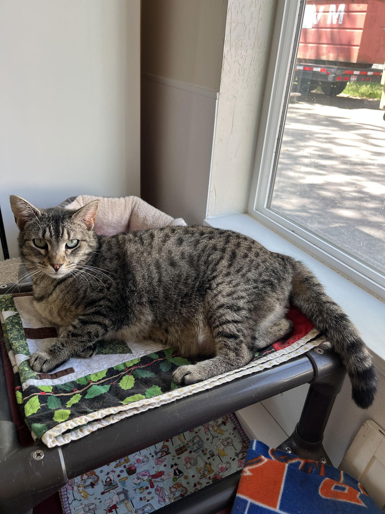 Enlarge Valentina aka Tina, a Adoptable Domestic Short Hair in Emmett, ID image 2/3