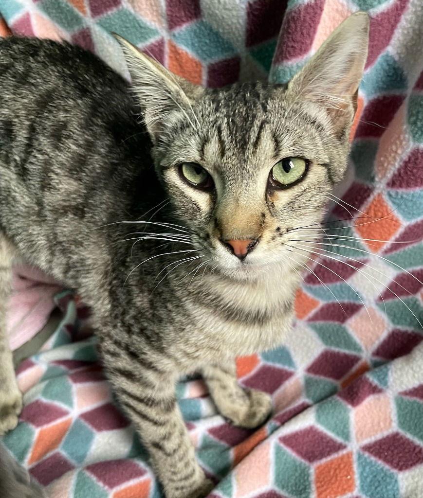 Enlarge Valentina aka Tina, a Adoptable Domestic Short Hair in Emmett, ID image 3/3