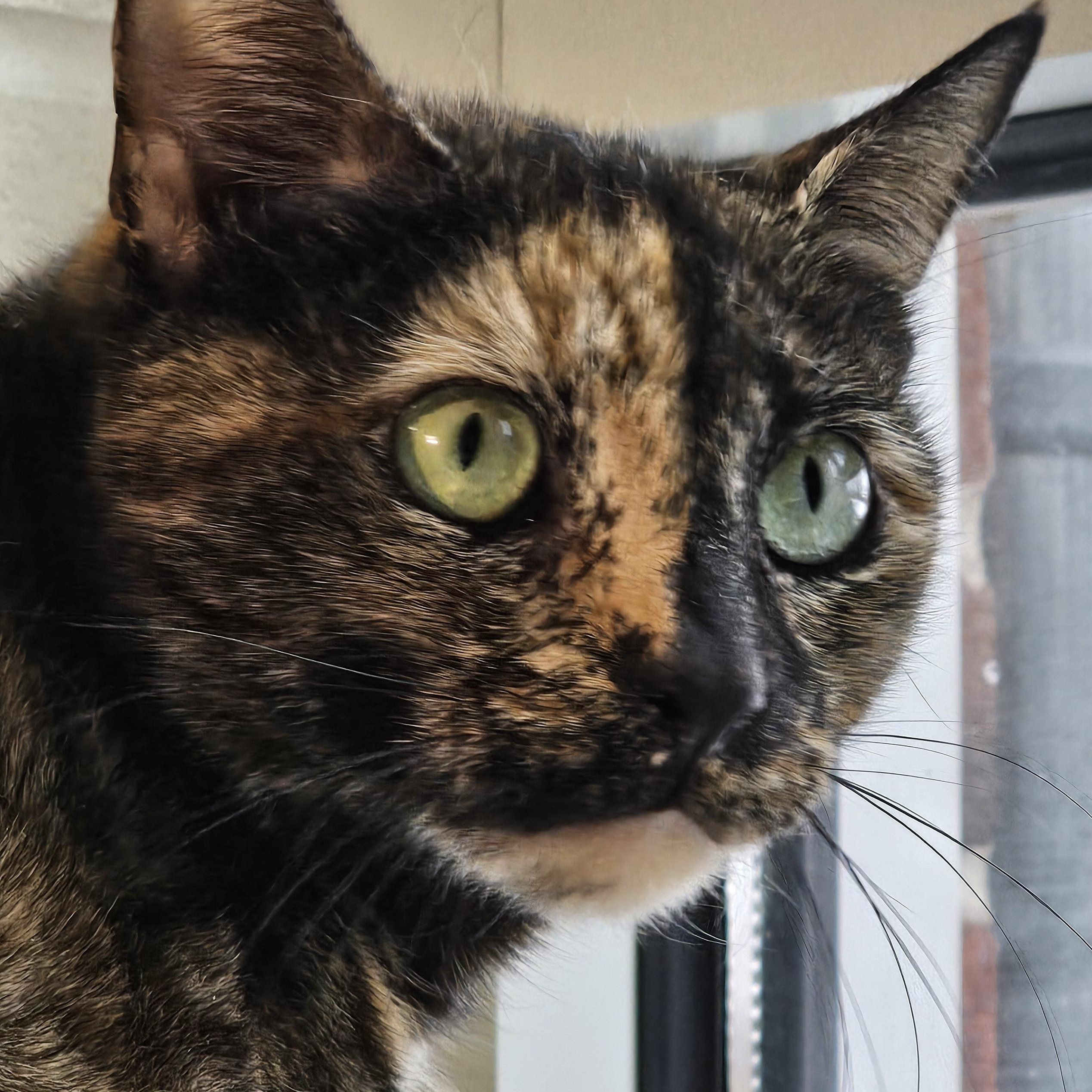 Enlarge Matilda 25-264, an adopted Domestic Short Hair in Stratford, CT image 3/4