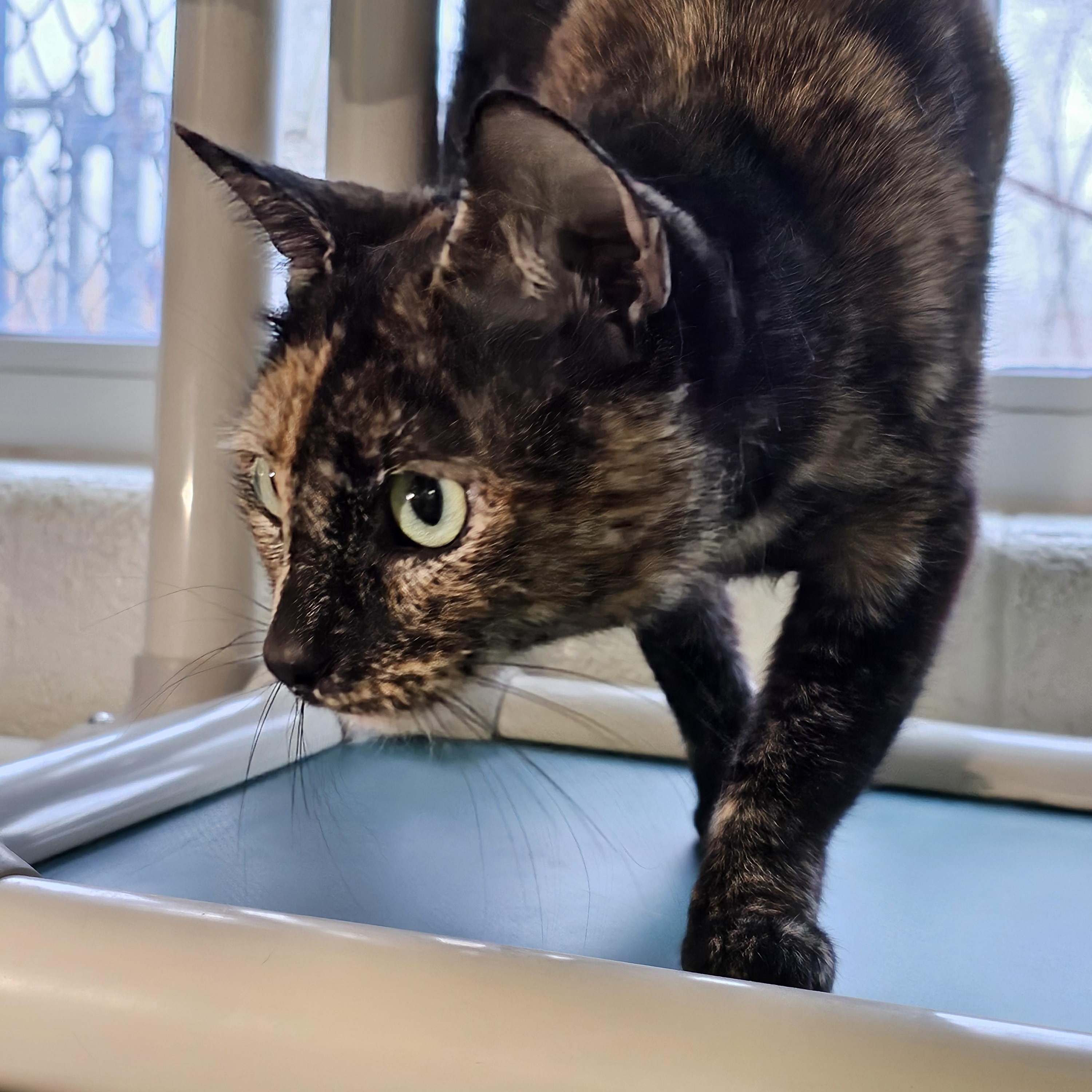 Enlarge Matilda 25-264, an adopted Domestic Short Hair in Stratford, CT image 2/4