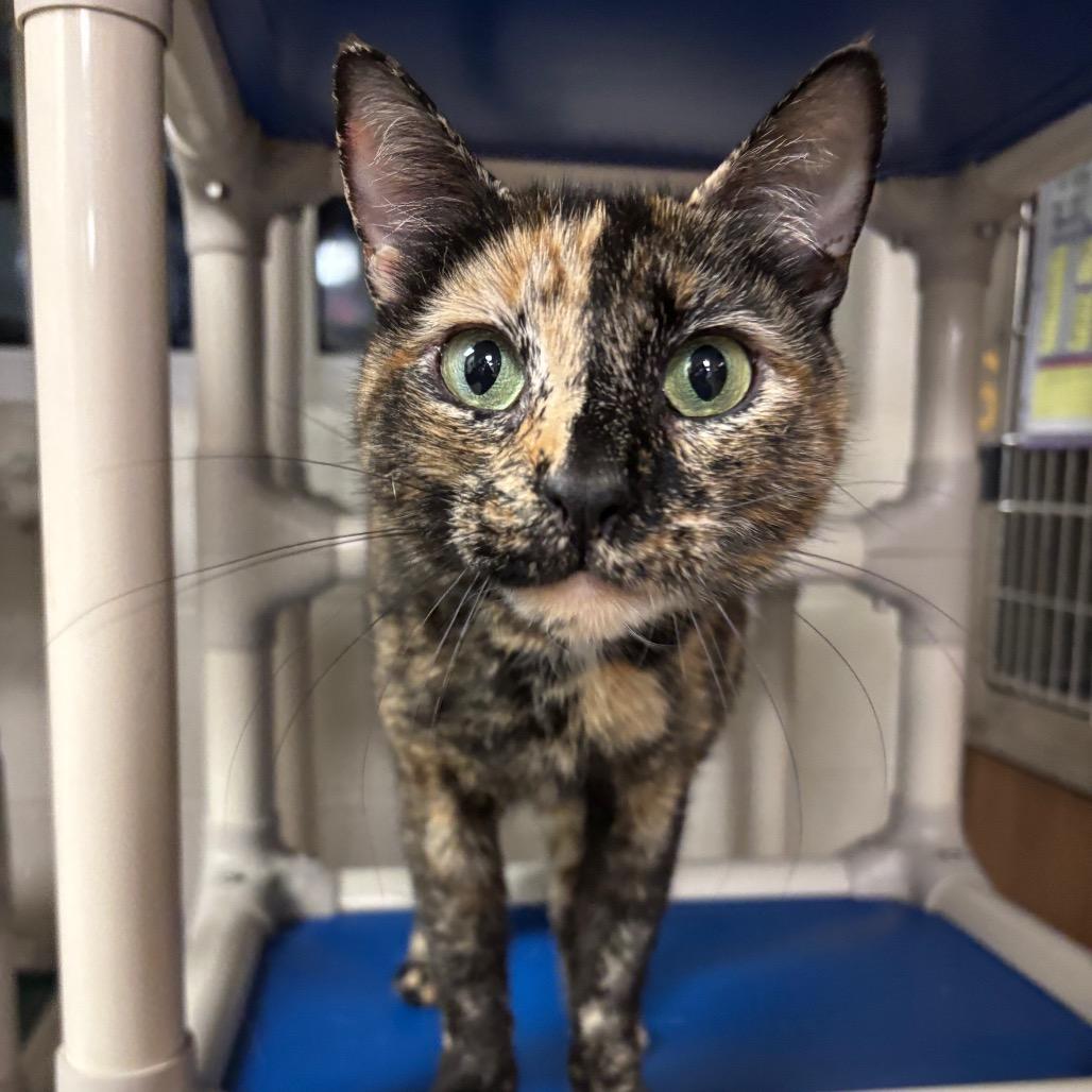 Enlarge Matilda 25-264, an adopted Domestic Short Hair in Stratford, CT image 1/4