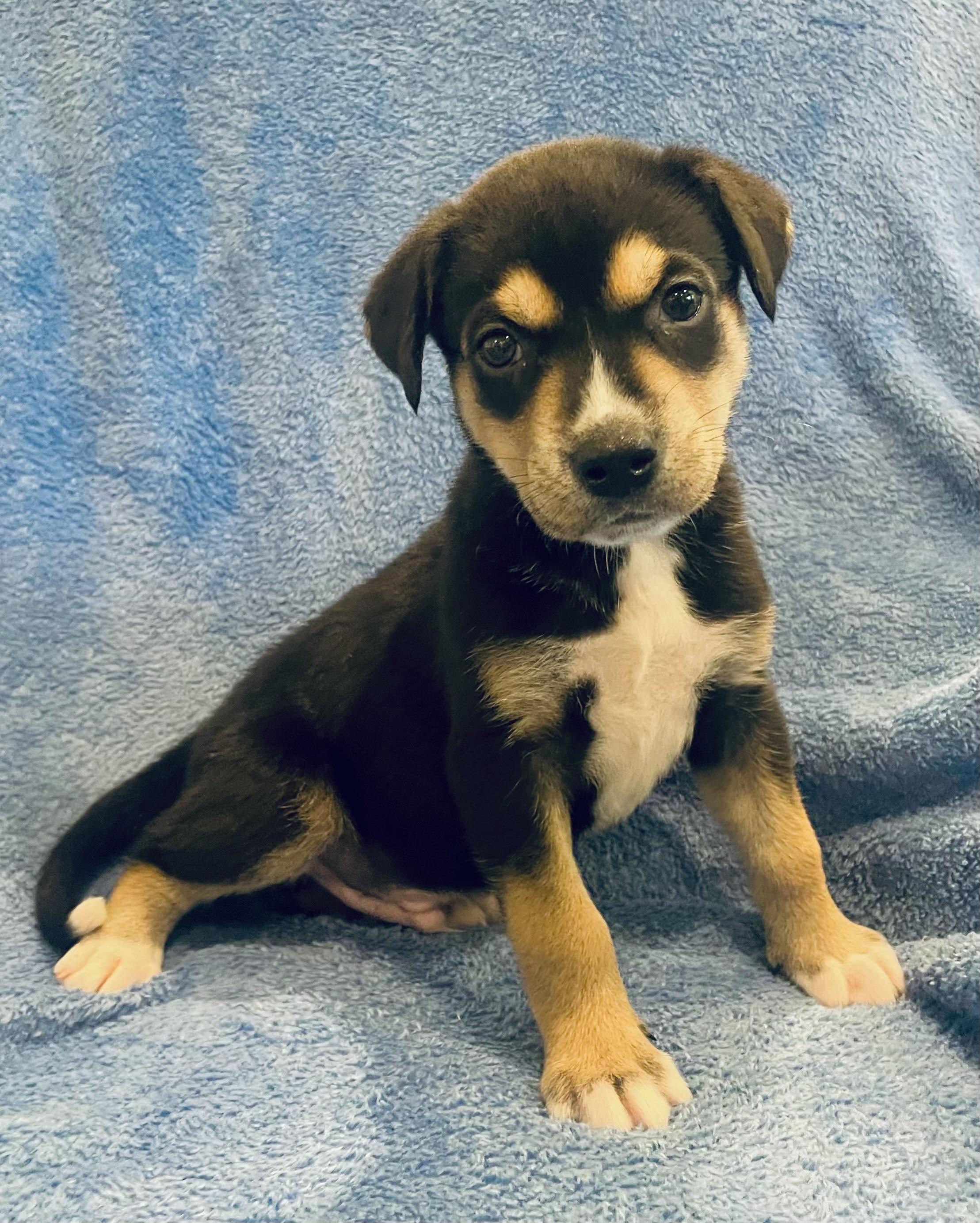 Enlarge Reed, a ADOPTABLE mixed breed in Greensboro, NC image 1/4