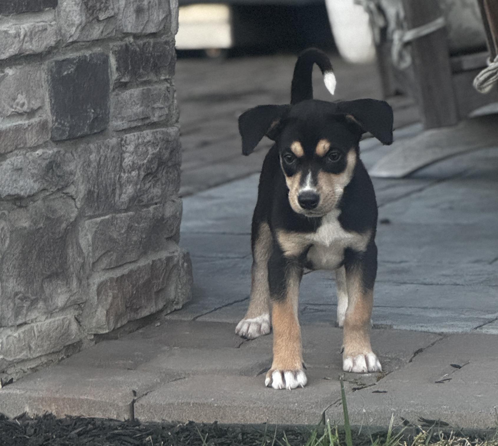 Enlarge Reed, a ADOPTABLE mixed breed in Greensboro, NC image 4/4
