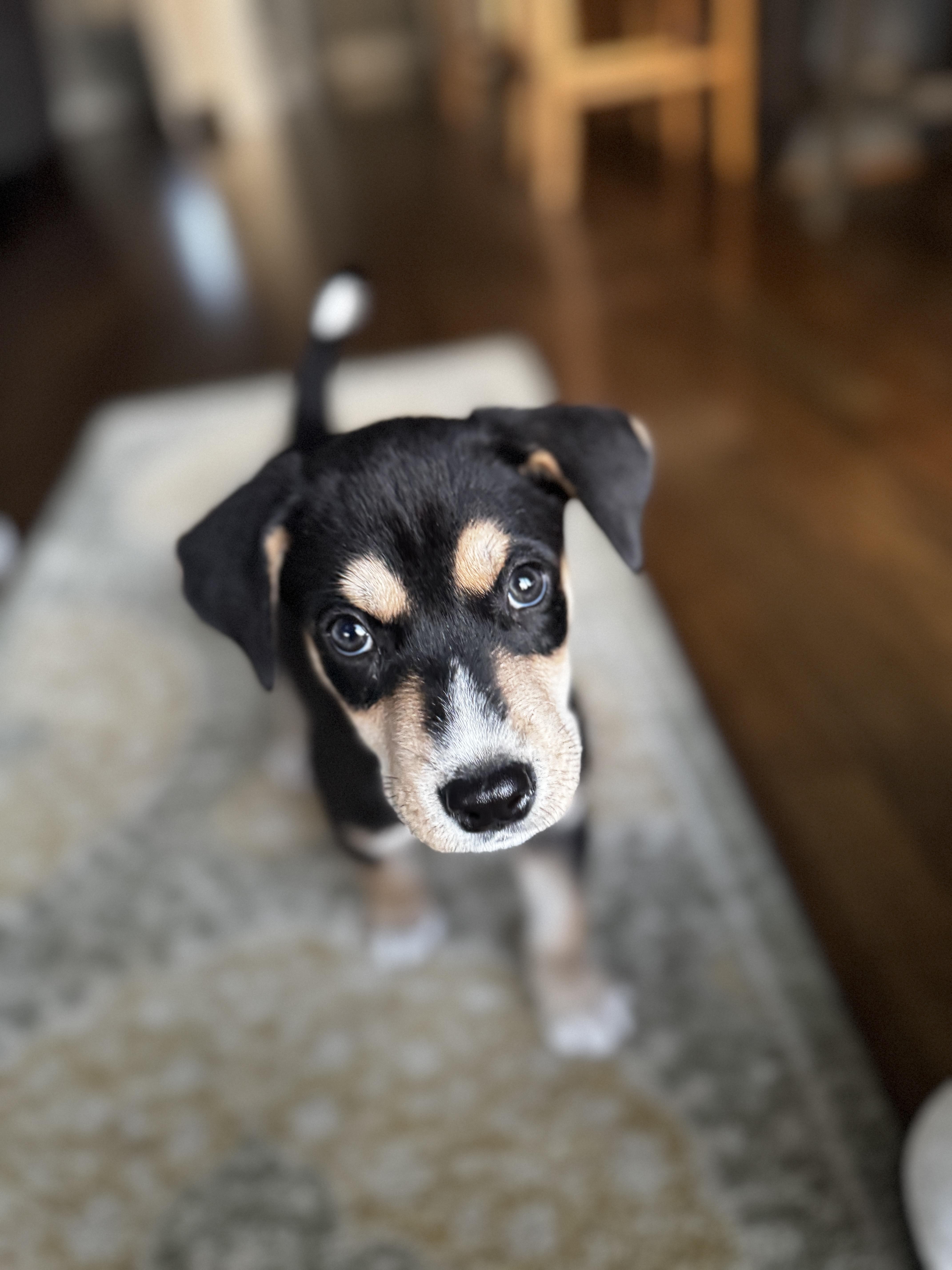 Enlarge Reed, a ADOPTABLE mixed breed in Greensboro, NC image 3/4