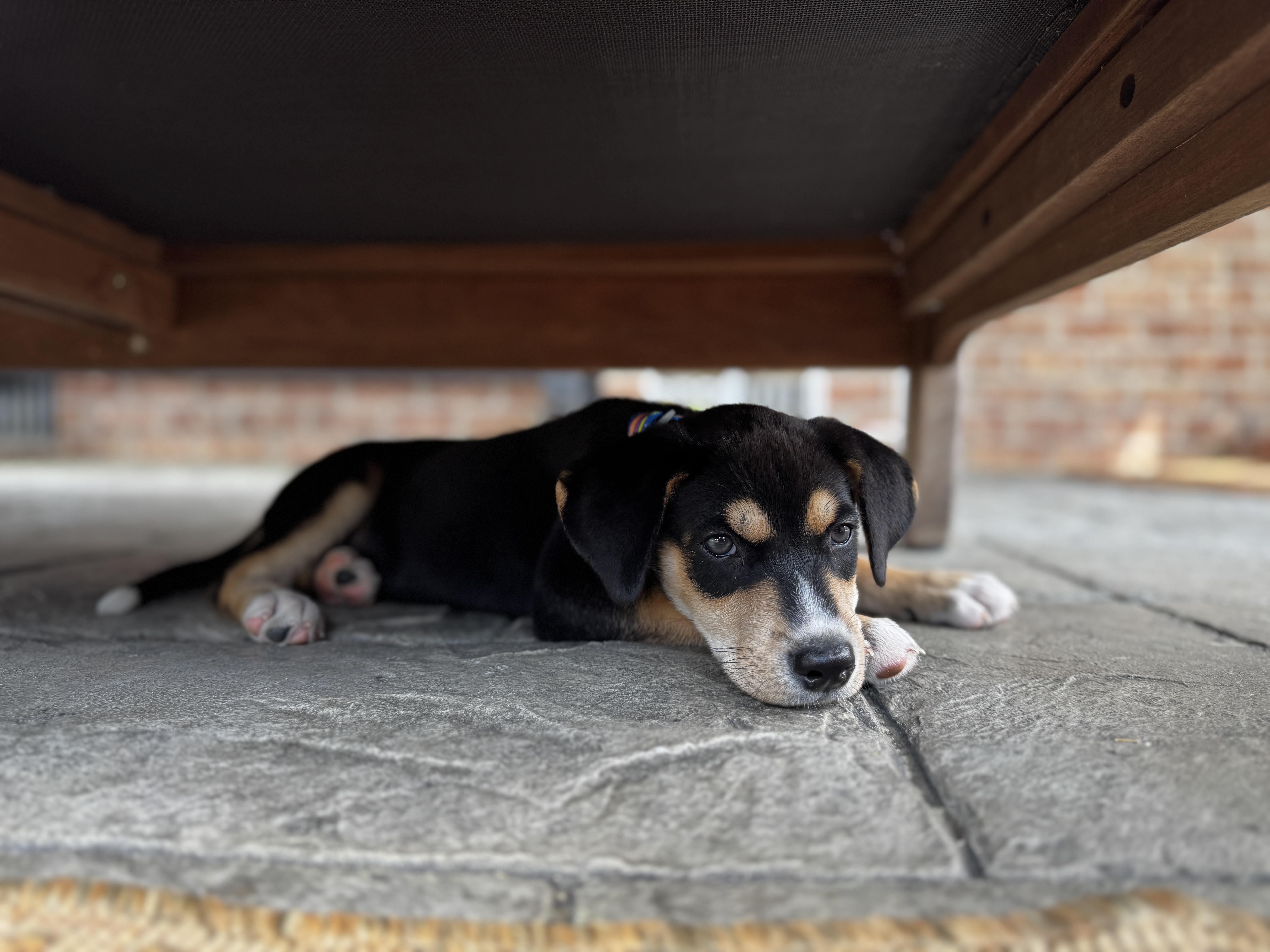 Enlarge Reed, a ADOPTABLE mixed breed in Greensboro, NC image 2/4