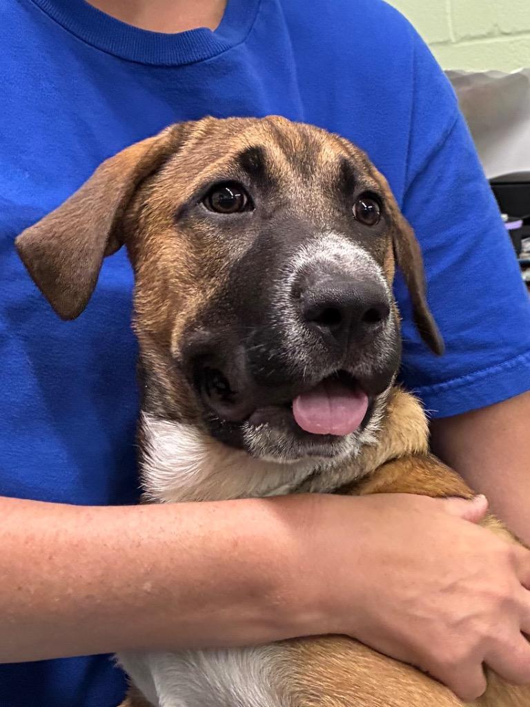 Enlarge Maggie Mae (698), a Adoptable mixed breed in Beebe, AR image 1/1