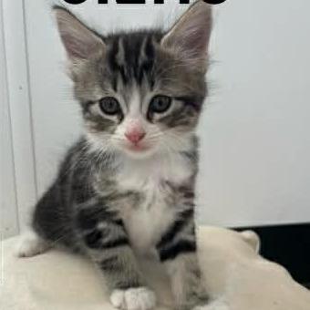 Enlarge Gizmo, a Adoptable Domestic Short Hair in Calgary, AB image 1/6