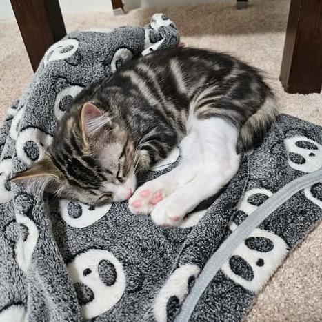 Enlarge Gizmo, a Adoptable Domestic Short Hair in Calgary, AB image 3/6