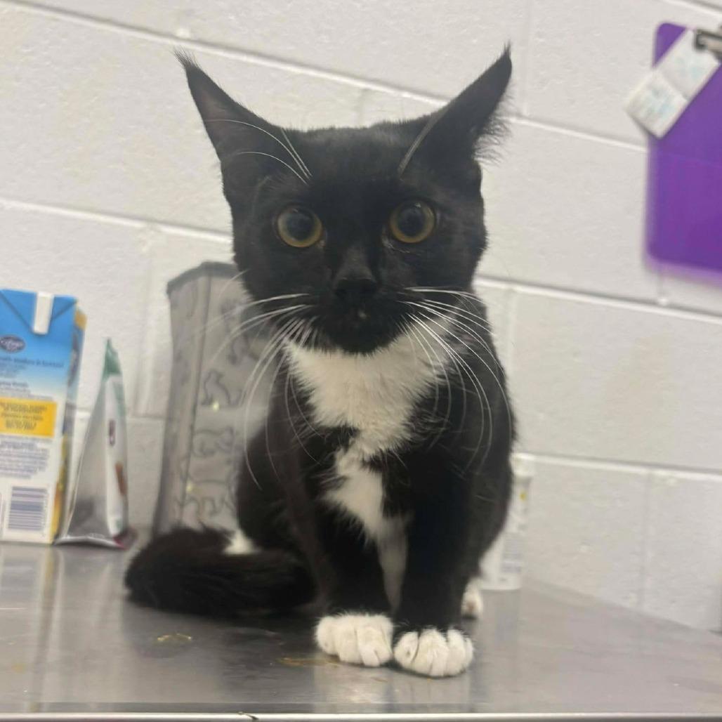 Enlarge Baby, a Adoptable Domestic Short Hair in Rocky Mount, VA image 1/1