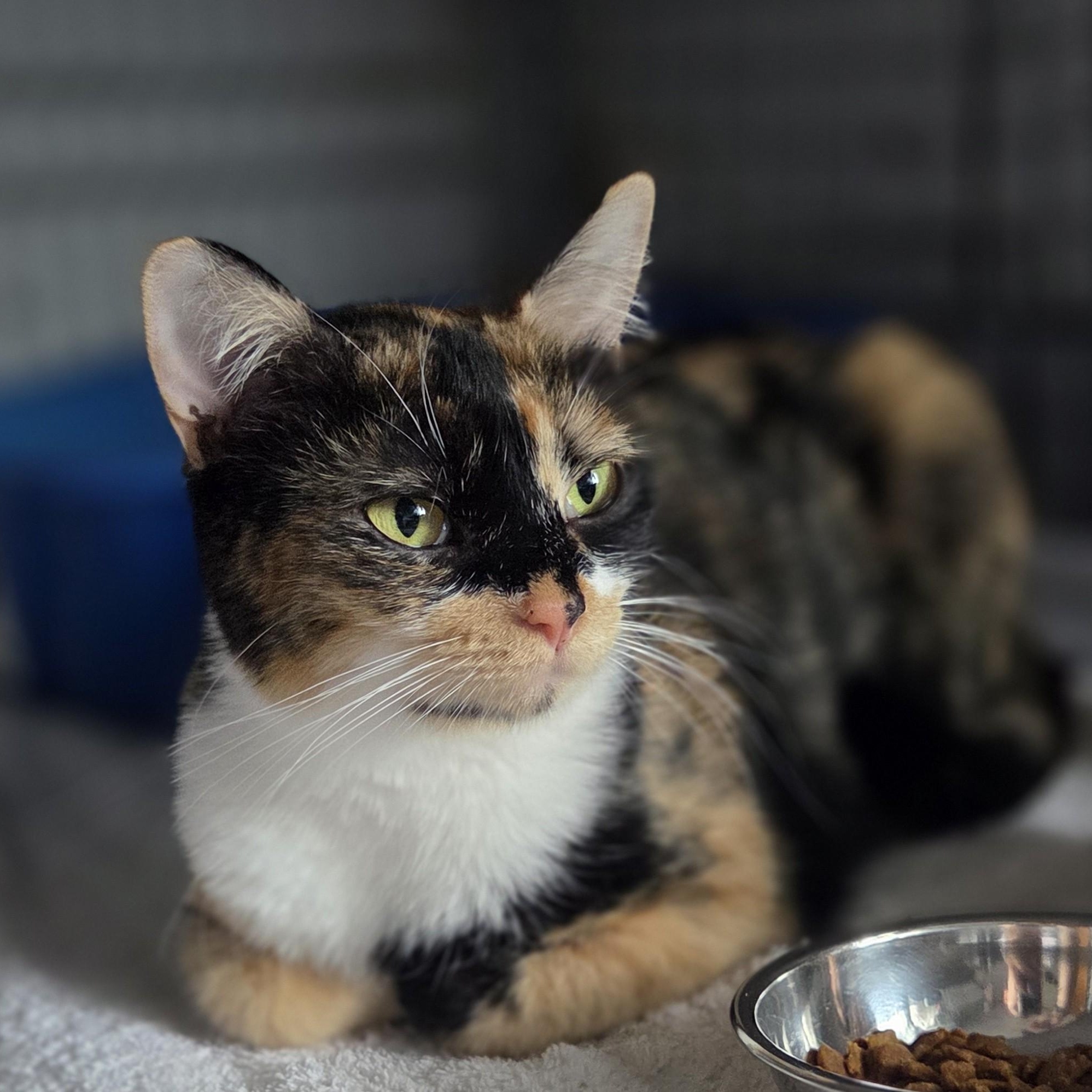 Cinnamon, Adoptable, Adult Female Calico.