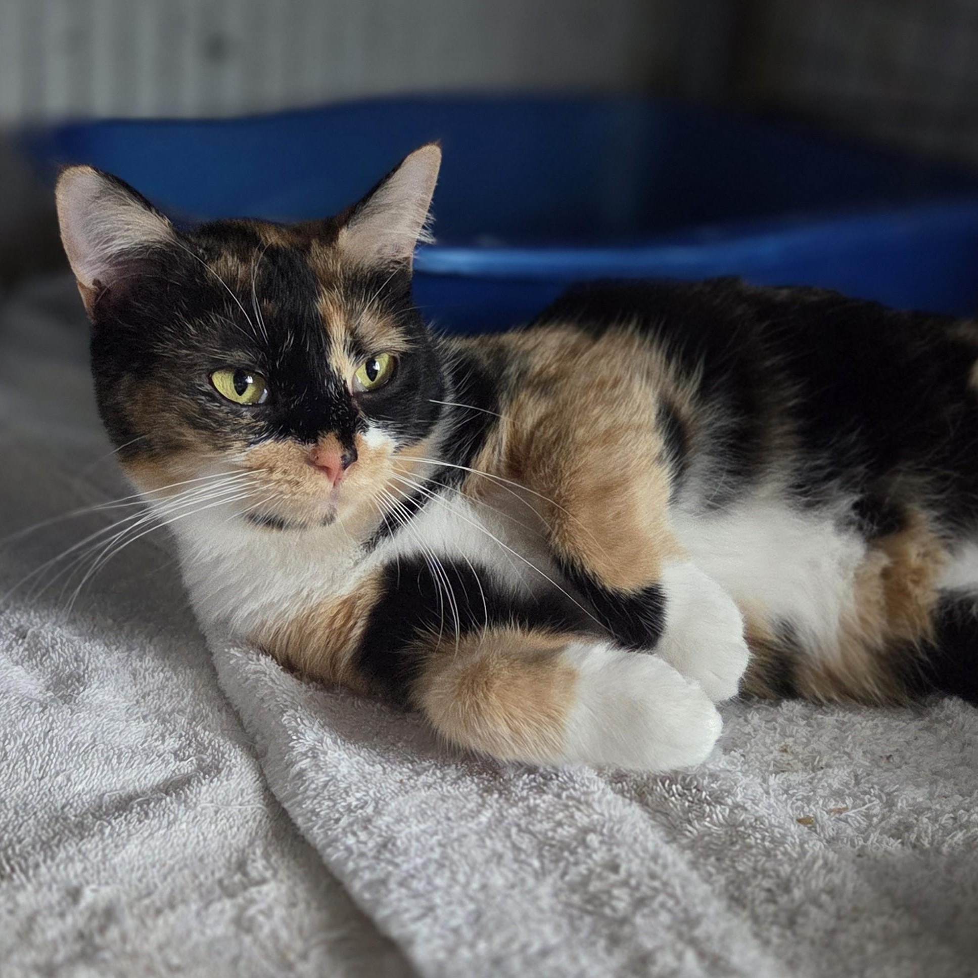 Cinnamon, a Adoptable Calico in Livonia, MI image 2/6