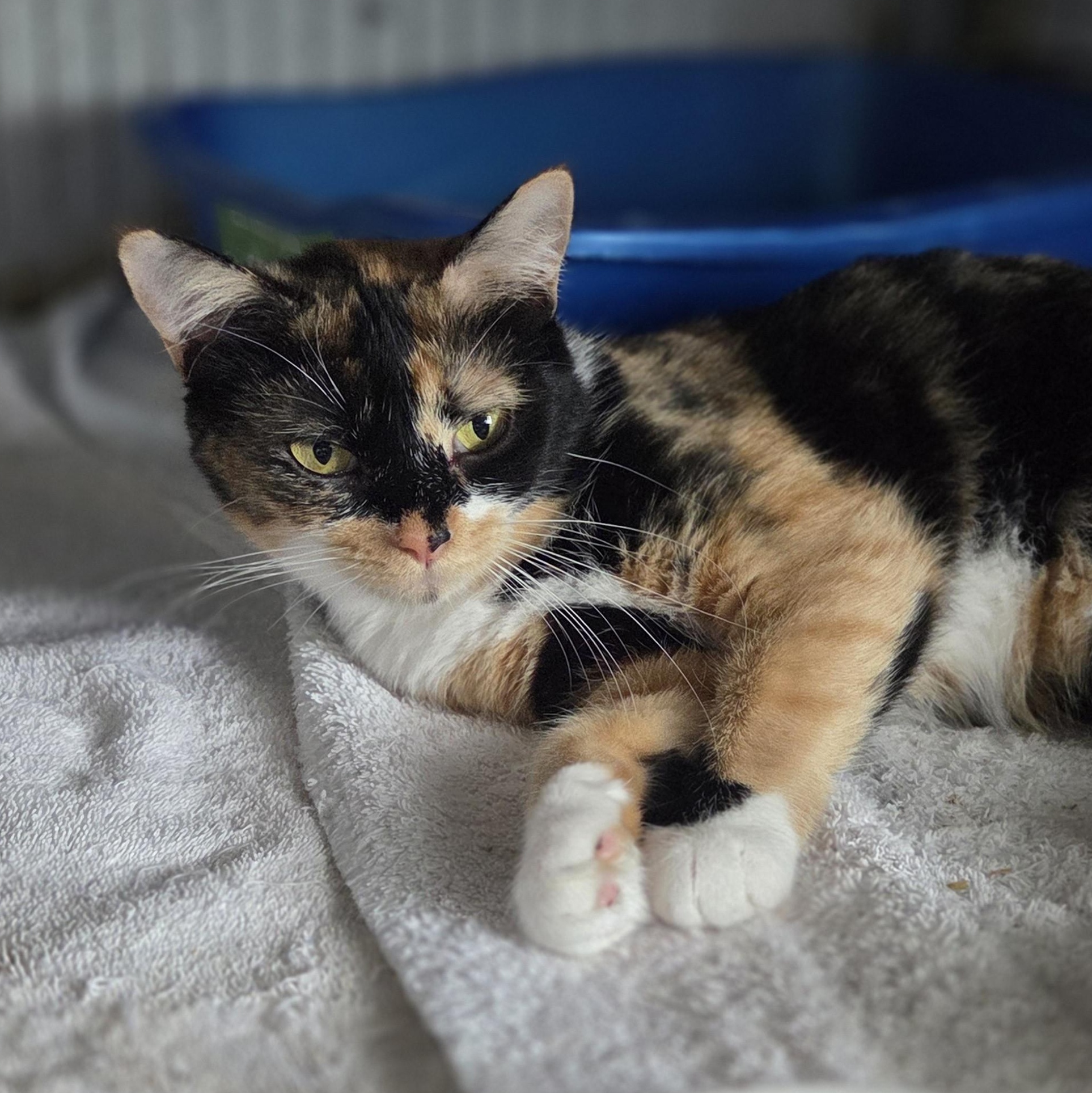 Cinnamon, a Adoptable Calico in Livonia, MI image 3/6
