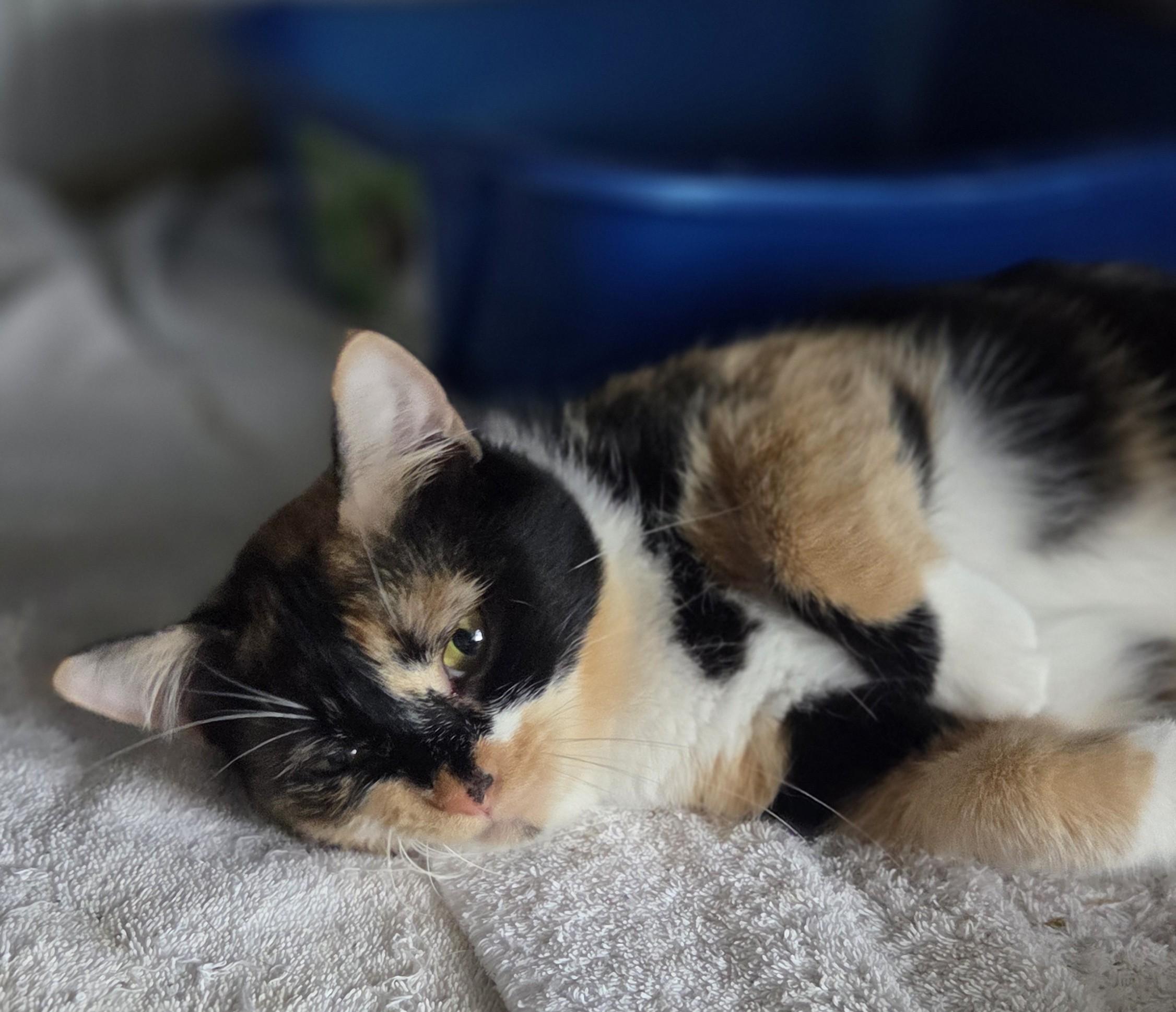 Cinnamon, a Adoptable Calico in Livonia, MI image 4/6