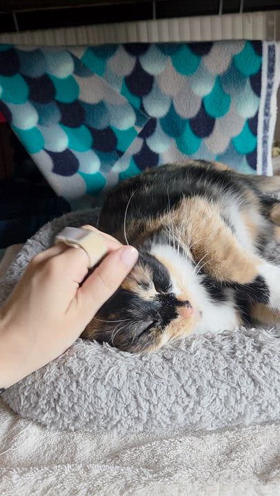 Enlarge Cinnamon, a Adoptable Calico in Livonia, MI video 5/6