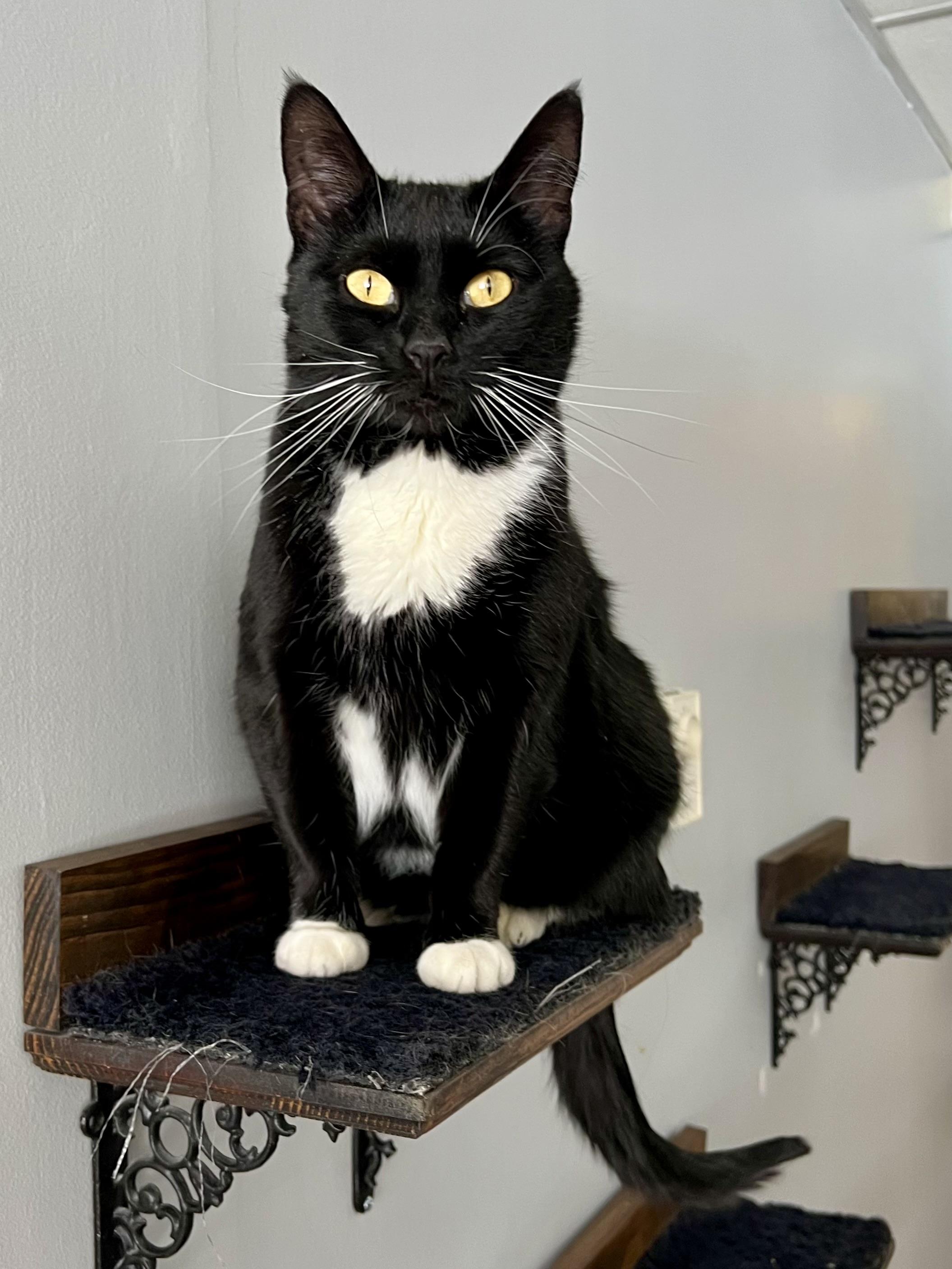 Tate, an adopted Domestic Short Hair in Warminster, PA image 1/4