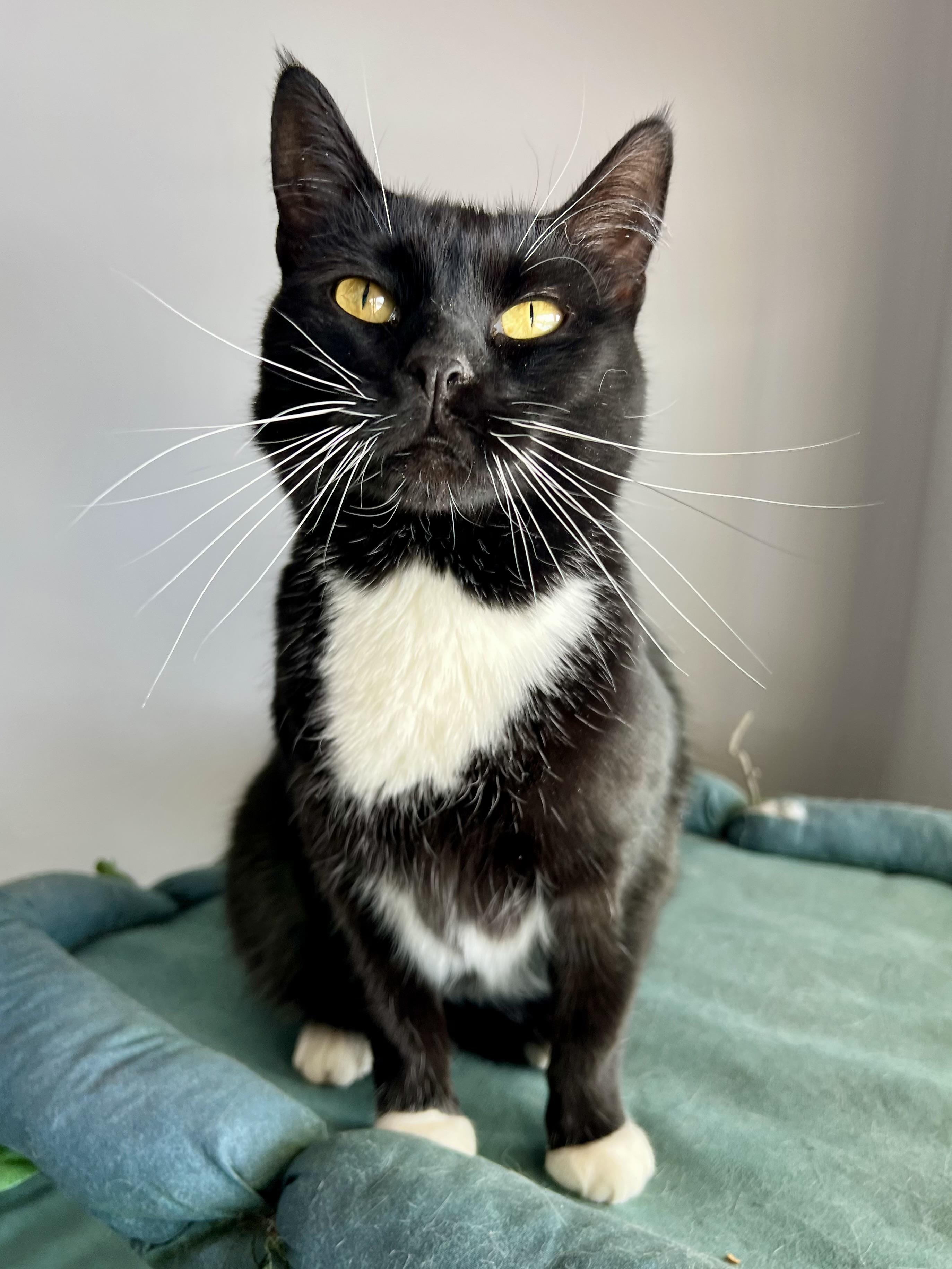 Tate, an adopted Domestic Short Hair in Warminster, PA image 3/4