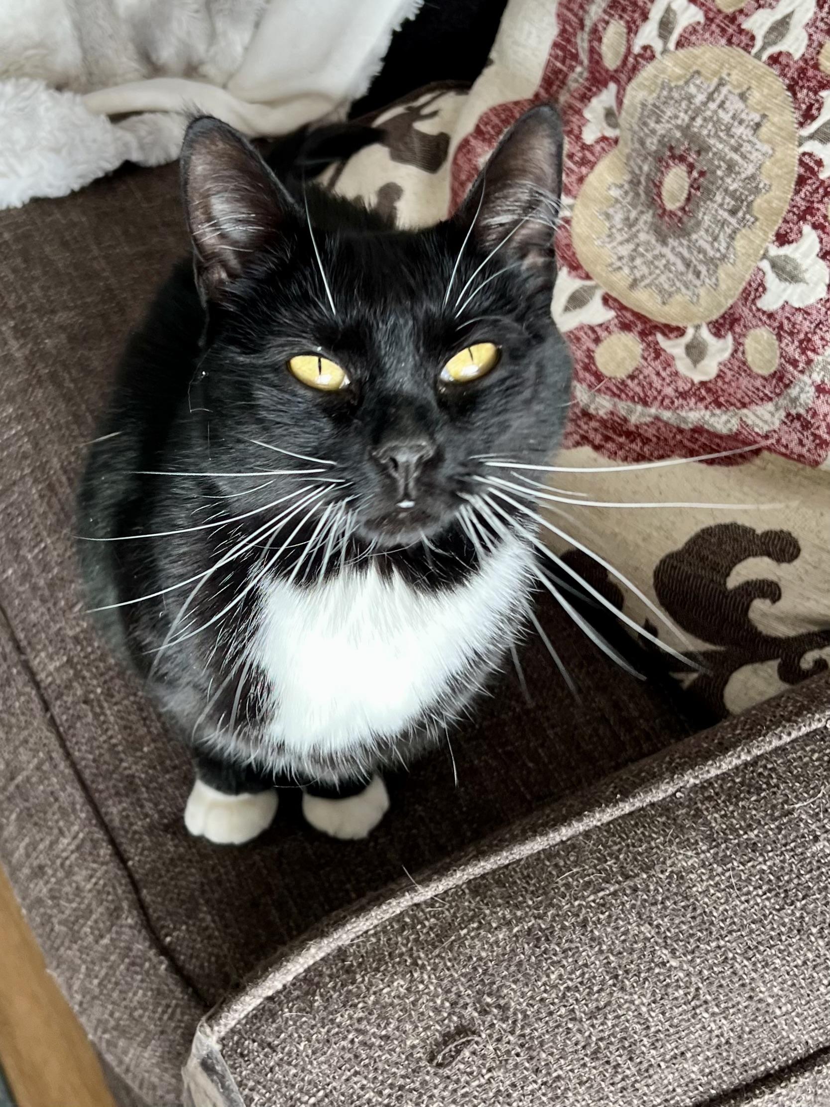 Tate, an adopted Domestic Short Hair in Warminster, PA image 4/4