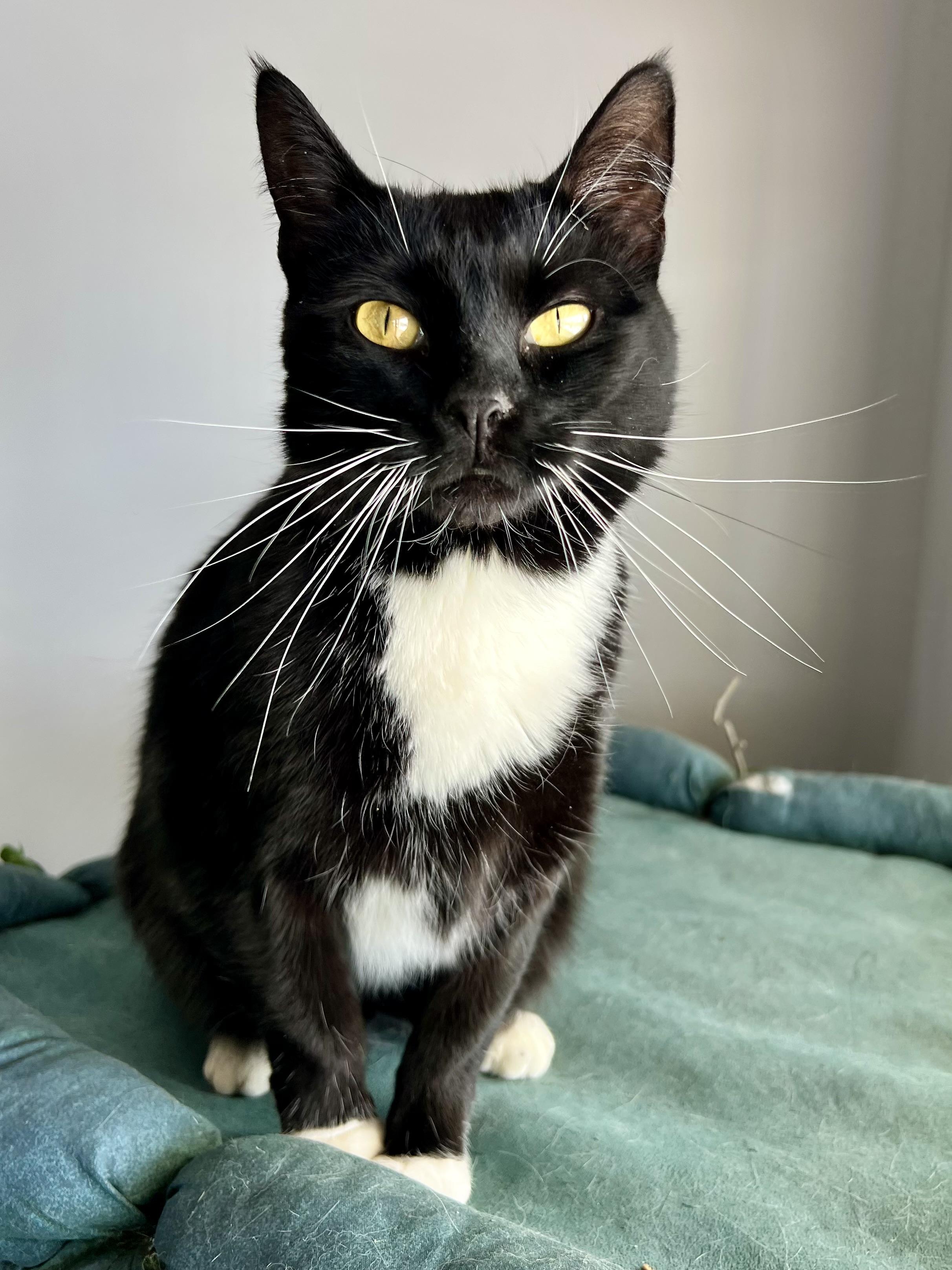 Tate, an adopted Domestic Short Hair in Warminster, PA image 2/4