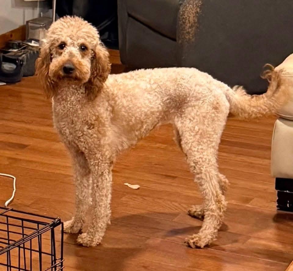 Daisy, adopted, Adult Female Poodle & Golden Retriever.