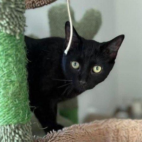 Enlarge Cane, a ADOPTABLE Domestic Short Hair in Kentwood, MI image 2/4