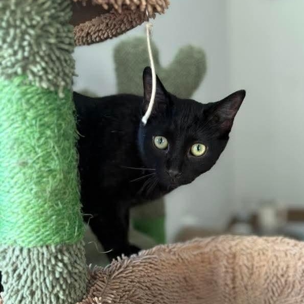 Cane, a ADOPTABLE Domestic Short Hair in Kentwood, MI image 1/4