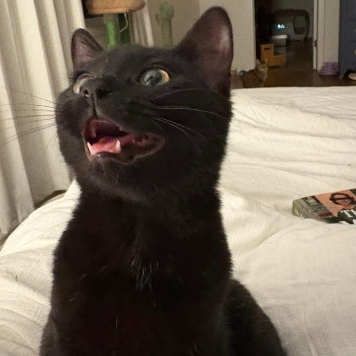 Cane, a ADOPTABLE Domestic Short Hair in Kentwood, MI image 2/4