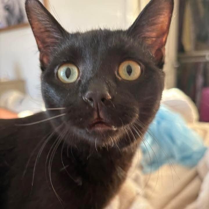 Cane, ADOPTABLE, Kitten Male Domestic Short Hair.