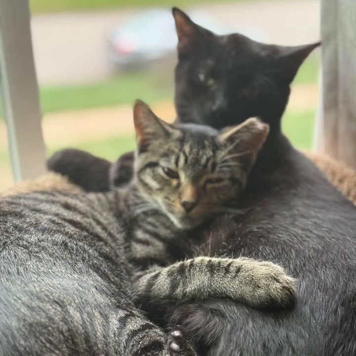 Cane, a ADOPTABLE Domestic Short Hair in Kentwood, MI image 4/4