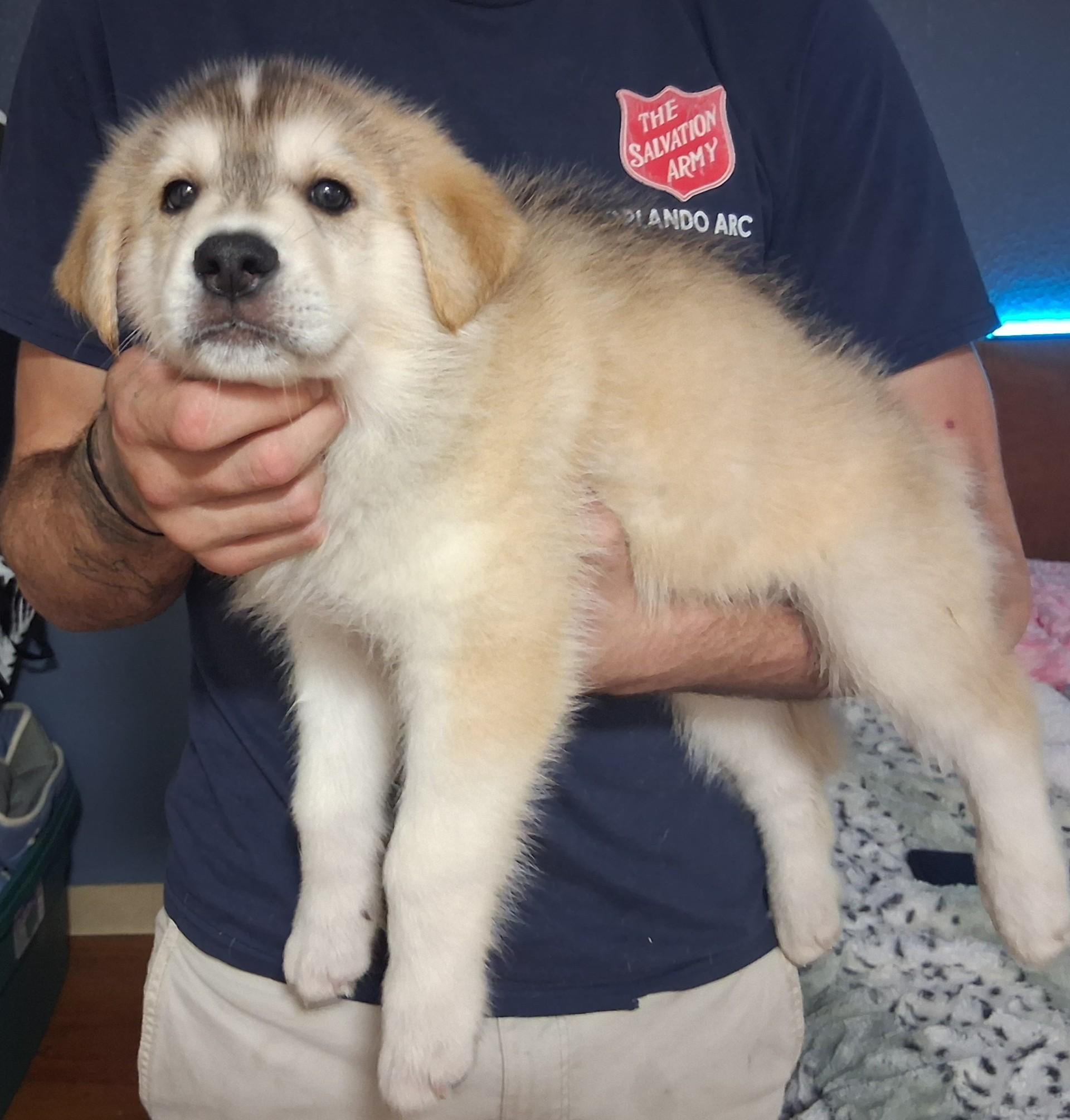 Aspen, an adopted mixed breed in Orlando, FL image 6/6