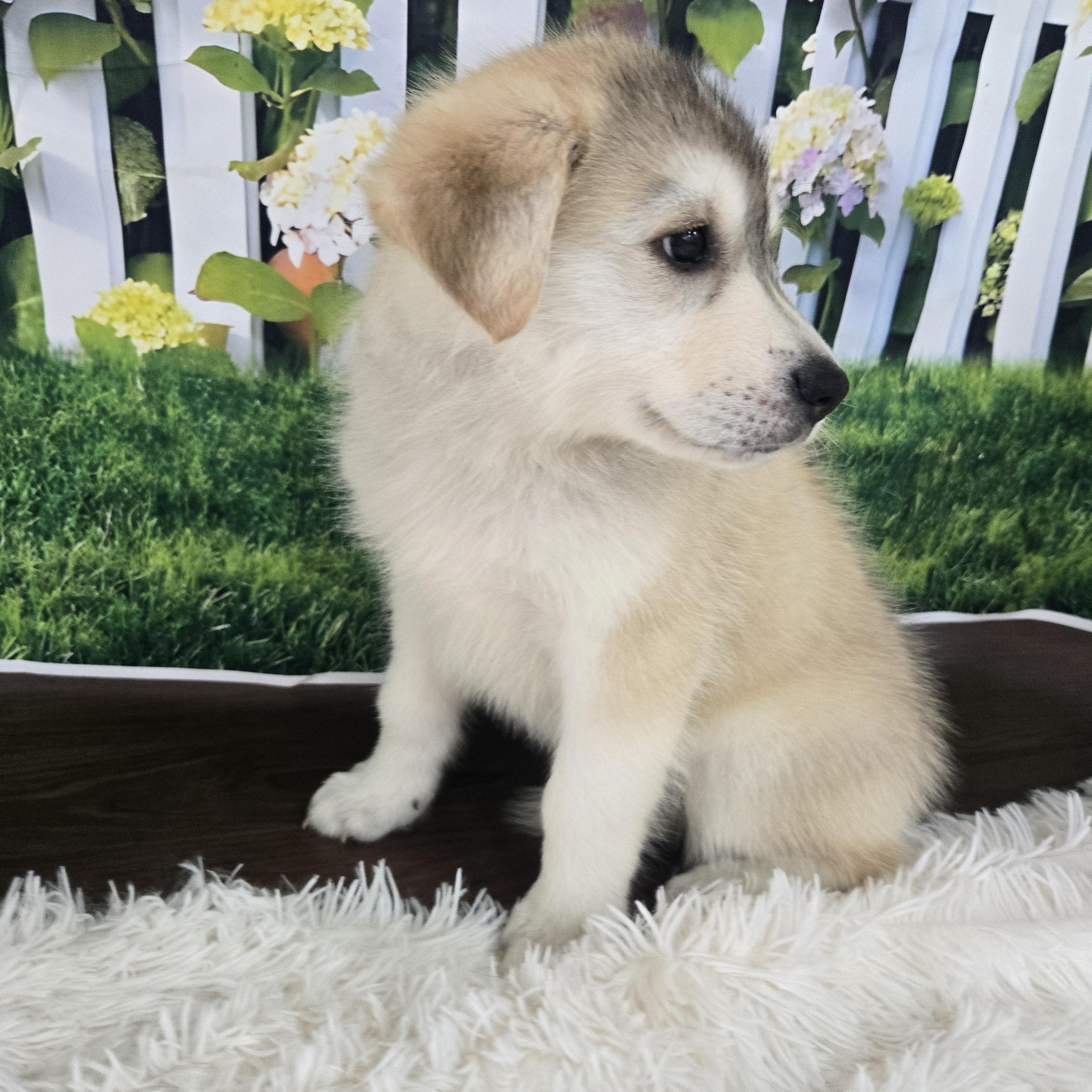 Aspen, an adopted mixed breed in Orlando, FL image 3/6