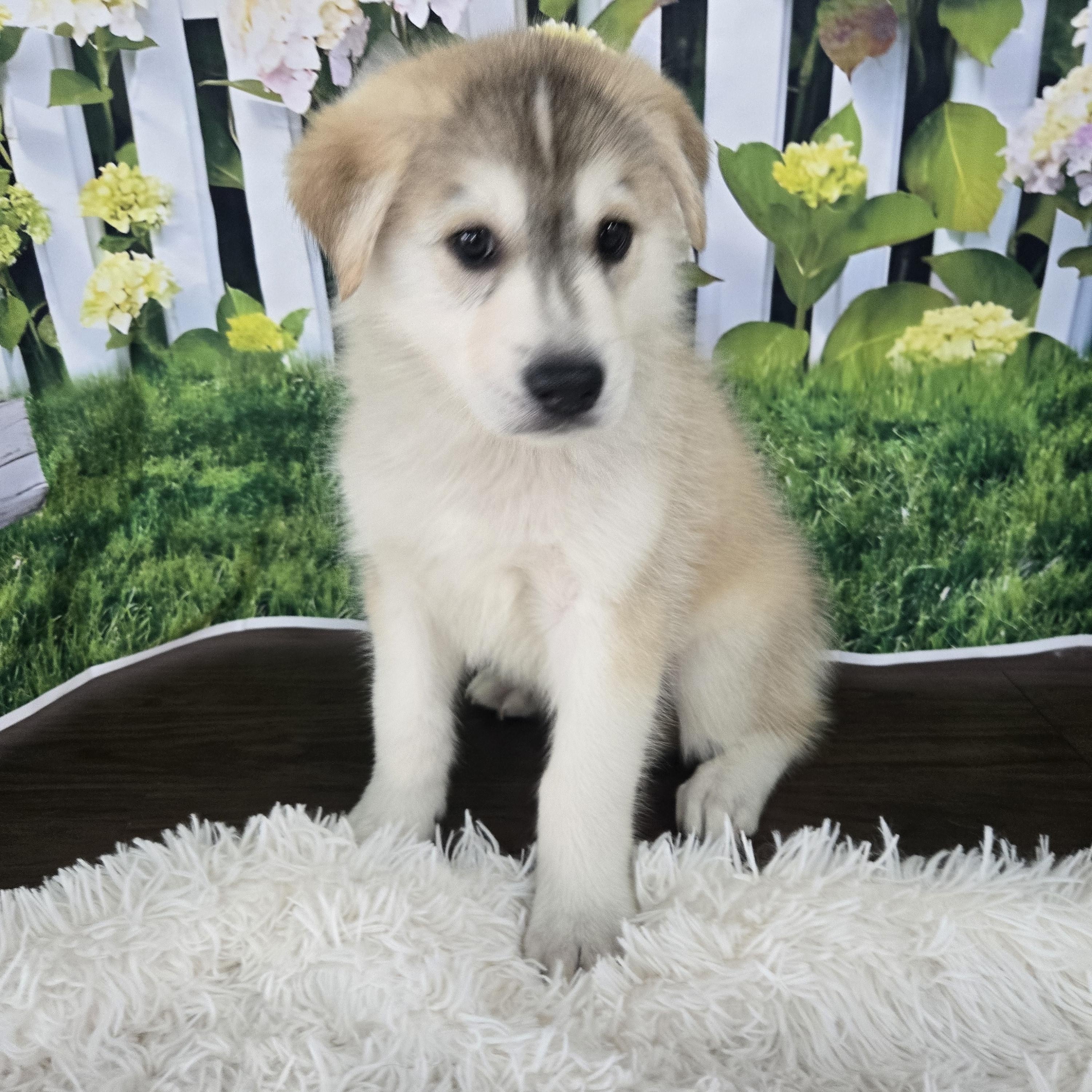 Aspen, an adopted mixed breed in Orlando, FL image 4/6