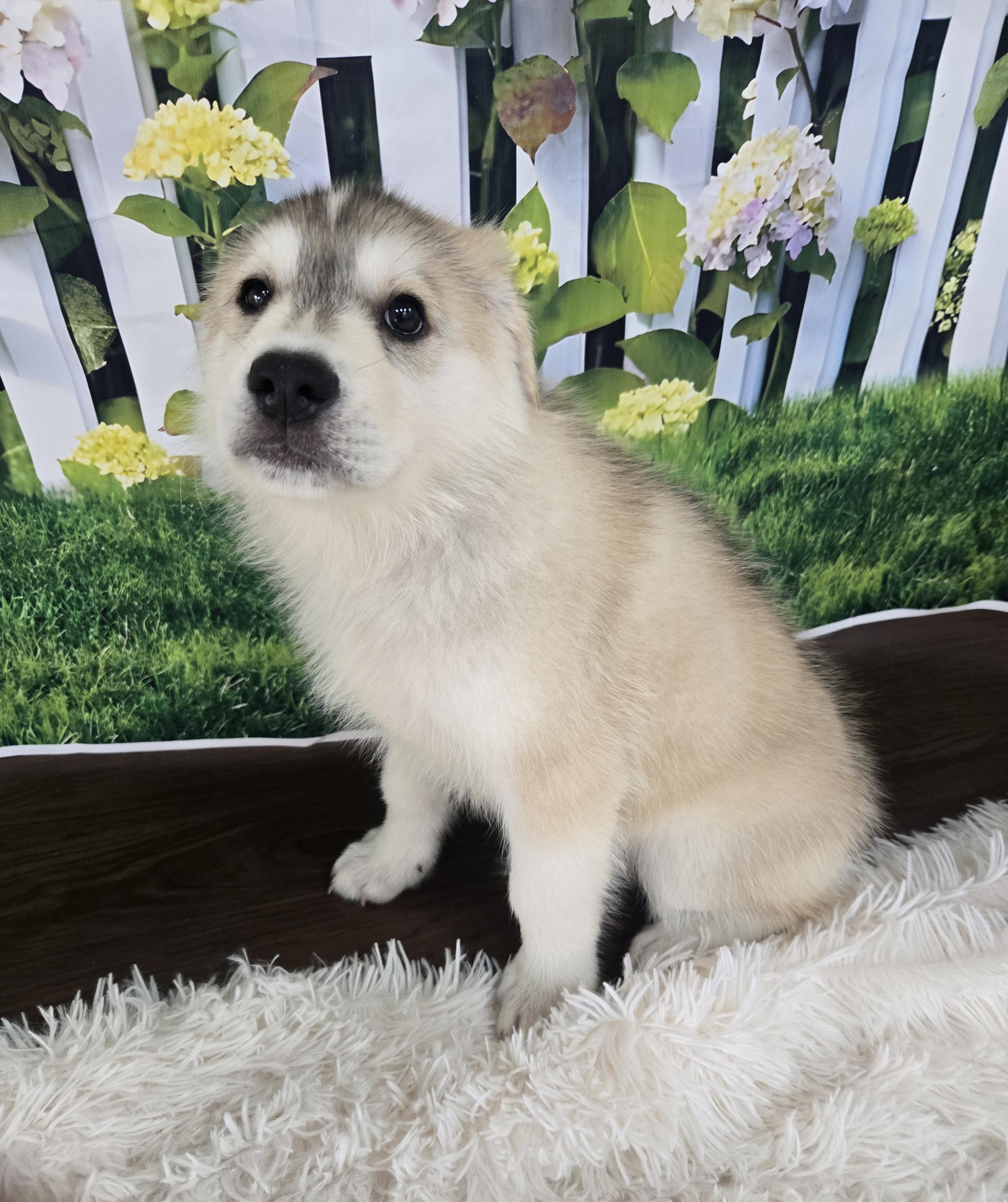 Aspen, an adopted mixed breed in Orlando, FL image 2/6