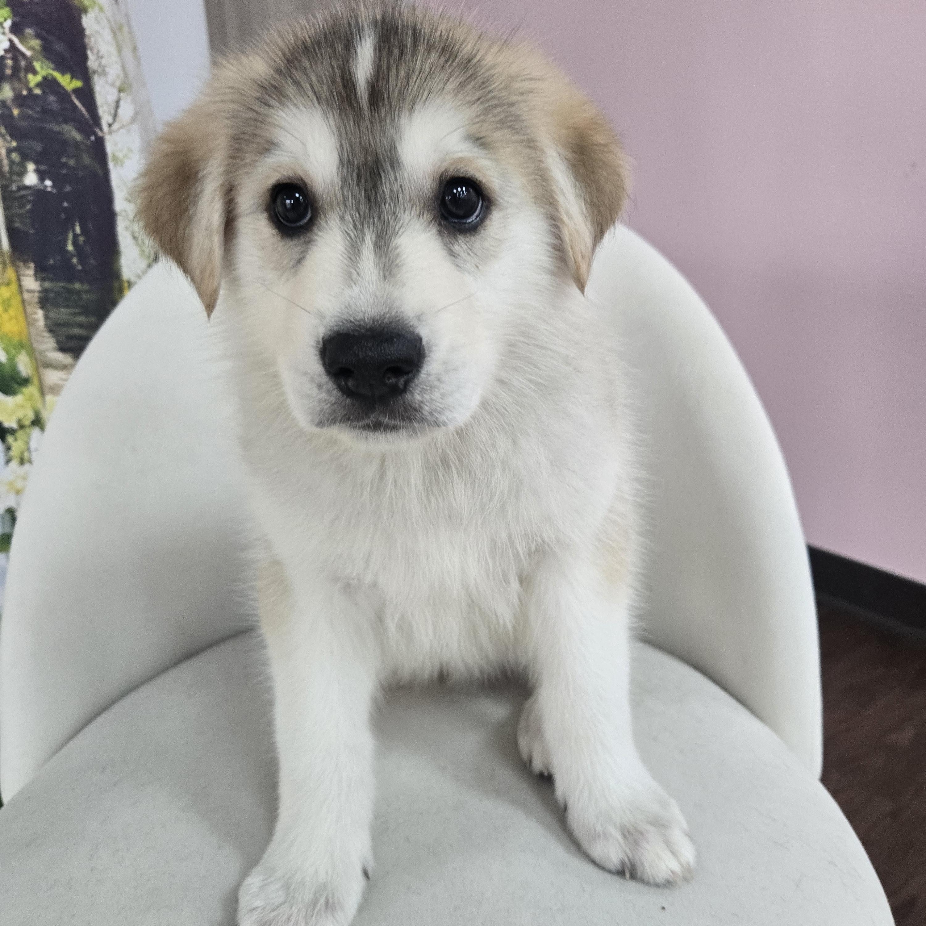 Aspen, an adopted mixed breed in Orlando, FL image 5/6