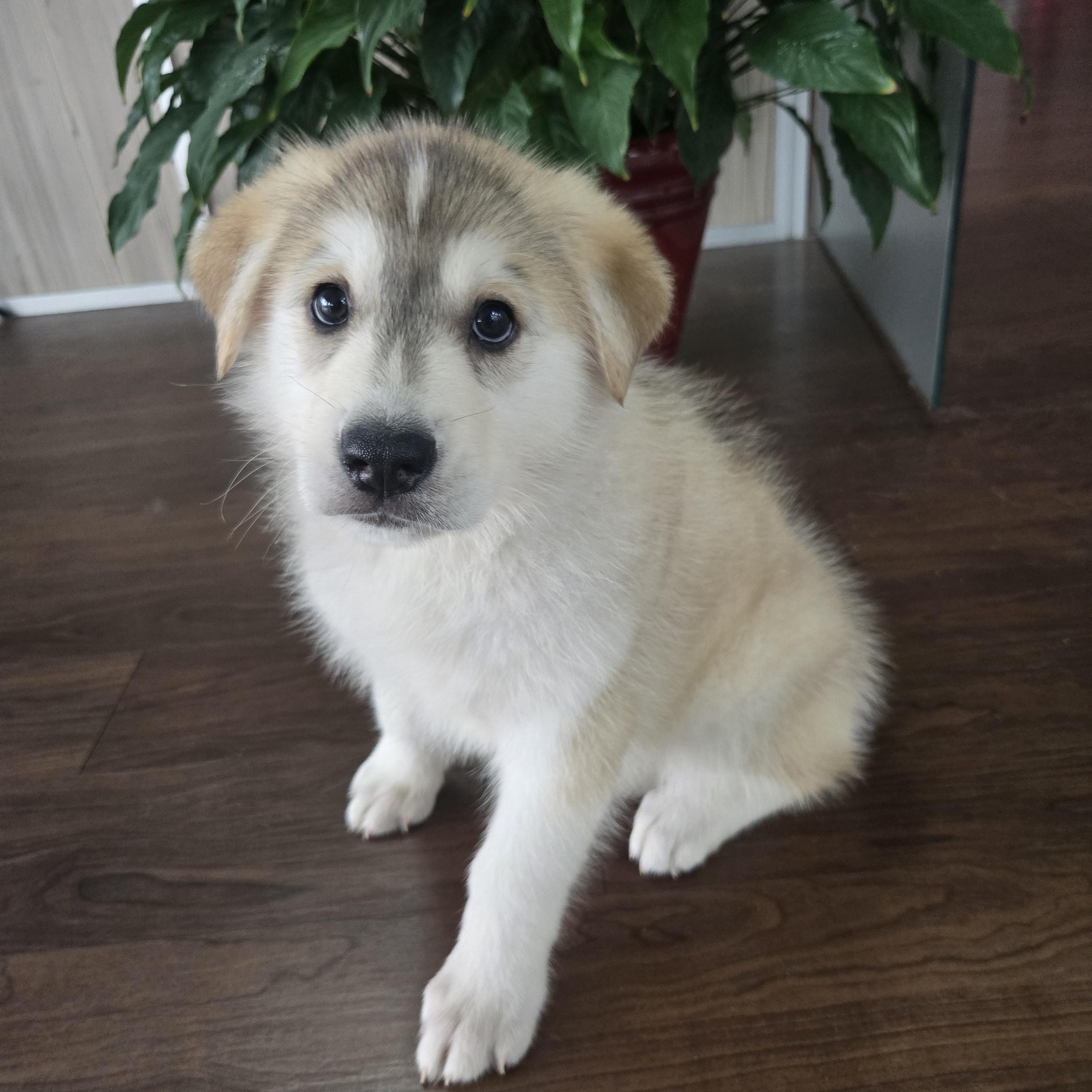 Aspen, adopted, Puppy Male Shepherd & Husky.