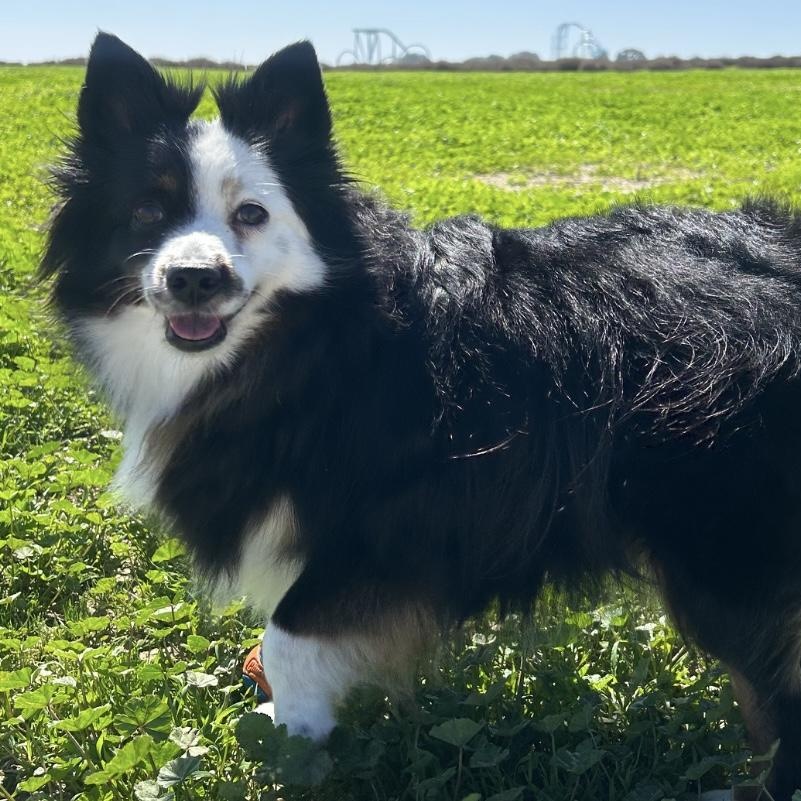 River, an adoptable Australian Shepherd in Chula Vista, CA_image-1