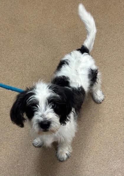 Enlarge Dash Darcy, a Adopted Terrier in Alpharetta, GA image 1/1