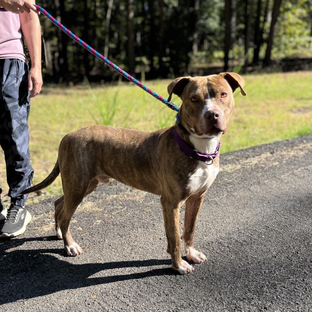 Shane, a Adoptable mixed breed in Palestine, TX image 1/3