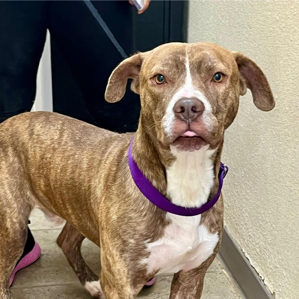 Shane, a Adoptable mixed breed in Palestine, TX image 2/3