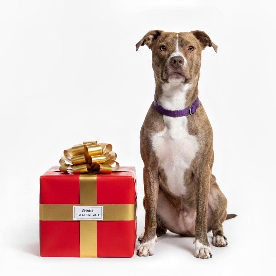 Shane, a Adoptable mixed breed in Palestine, TX image 3/3