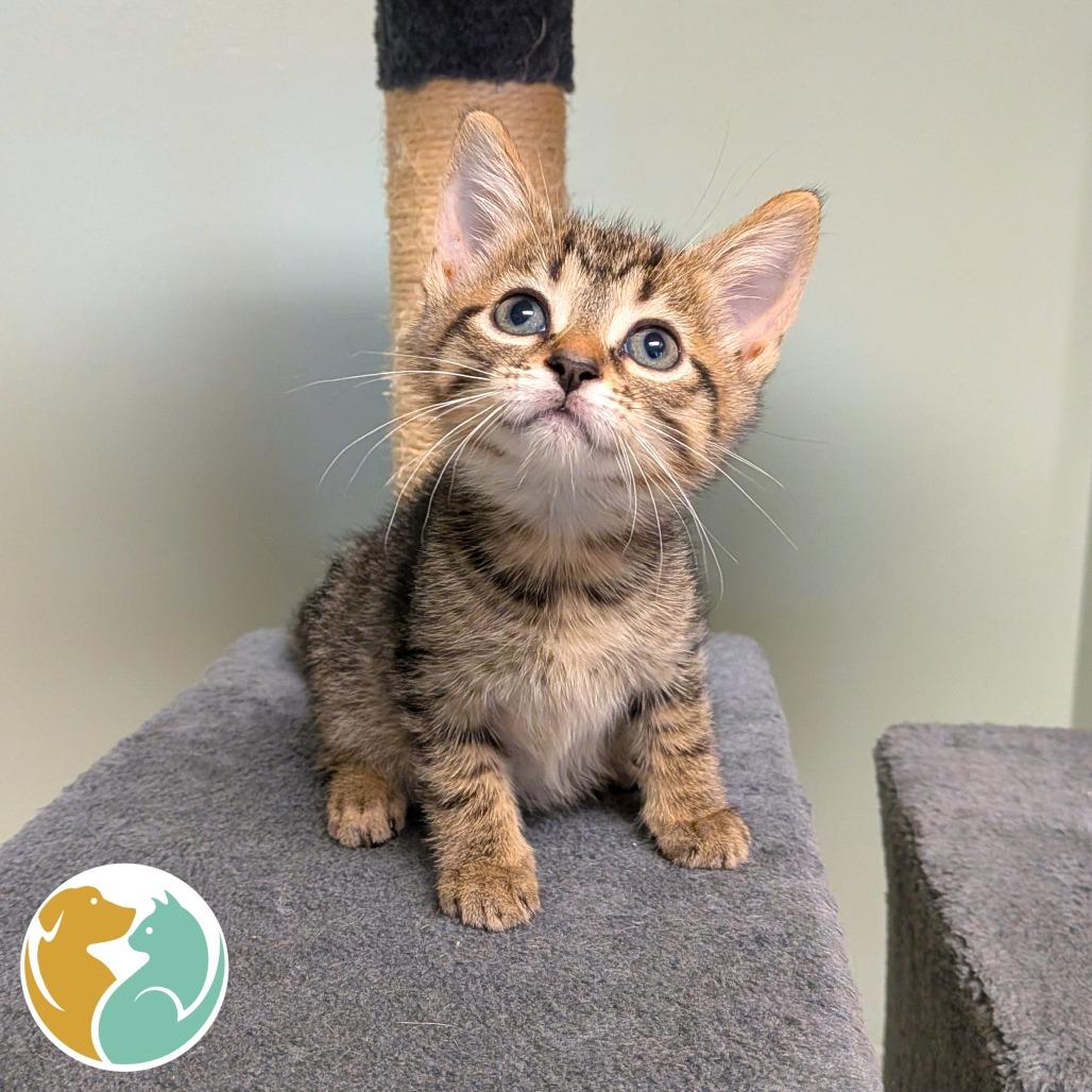 Meadow, Adoptable, Kitten Female Domestic Short Hair.
