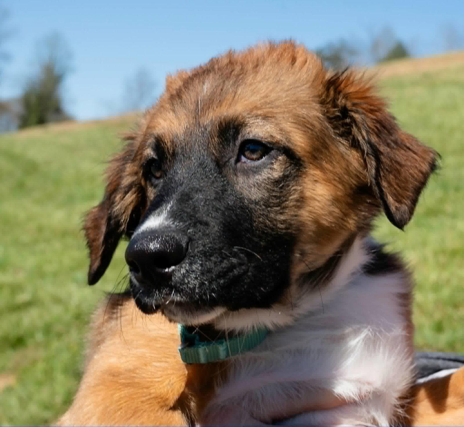 Bernard, Adopted, Young Male Australian Shepherd.
