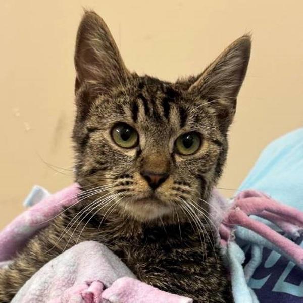 Sriracha, Adoptable, Young Male Domestic Short Hair.